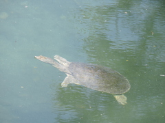 Apalone spinifera emoryi