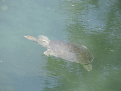 Apalone spinifera emoryi
