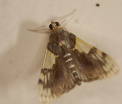 Rehimena cissophora