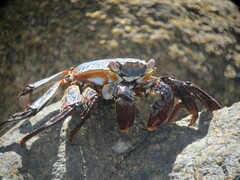 Grapsus grapsus