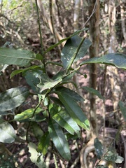 Capparis micracantha
