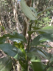 Capparis micracantha