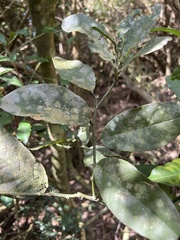 Capparis micracantha