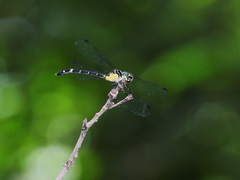 Austrogomphus prasinus
