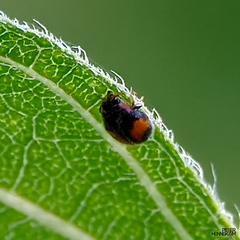 Diomus notescens
