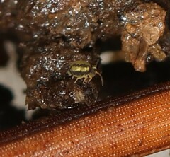 Sminthurinus elegans