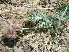 Vesper purpurascens