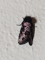 Xanthopastis timais