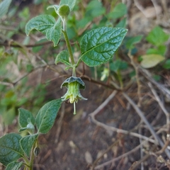 Jaltomata incahuasina