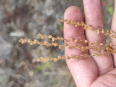 Veronica verna