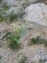 Cryptantha barbigera