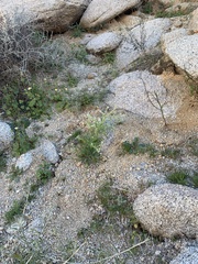 Cryptantha barbigera