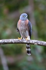 Harpagus bidentatus