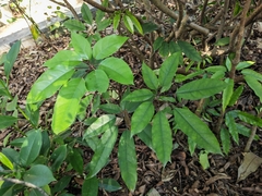 Heptapleurum heptaphyllum