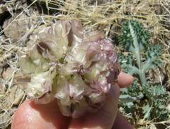 Vesper purpurascens