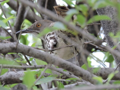 Toxostoma longirostre