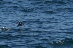 Podiceps nigricollis