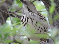 Toxostoma longirostre