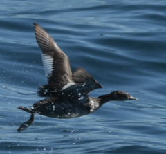 Podiceps nigricollis