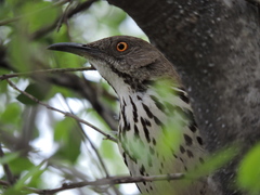 Toxostoma longirostre