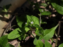 Bothriospermum zeylanicum