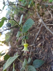 Jaltomata incahuasina