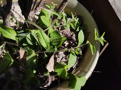 Bothriospermum zeylanicum