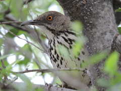 Toxostoma longirostre