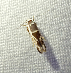 Stathmopoda megathyma