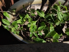 Bothriospermum zeylanicum