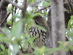 Toxostoma longirostre