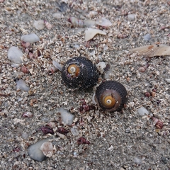 Chlorodiloma adelaidae