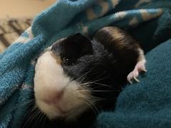 Cavia porcellus