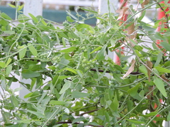 Cocculus diversifolius