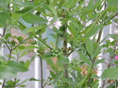 Cocculus diversifolius