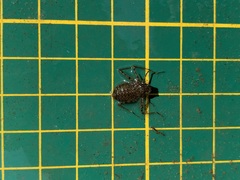 Epophthalmia elegans