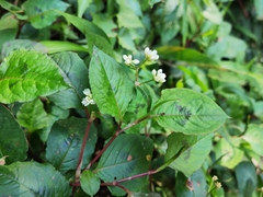 Persicaria chinensis