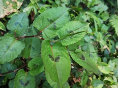 Persicaria chinensis