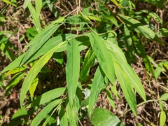 Microstegium vimineum