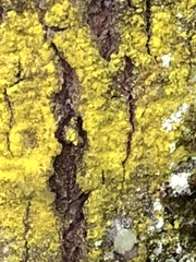 Chrysothrix chlorina