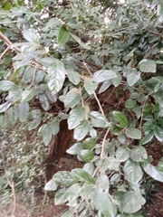 Diospyros chloroxylon