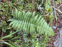 Dryopteris cycadina