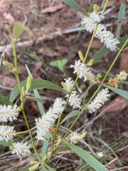 Acacia calyculata