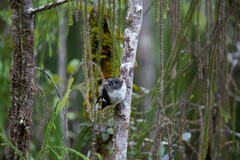 Petroica macrocephala macrocephala