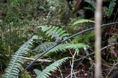 Rhipidura fuliginosa fuliginosa