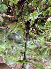 Dryopteris cycadina