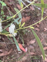 Acacia calyculata