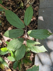 Microcos paniculata