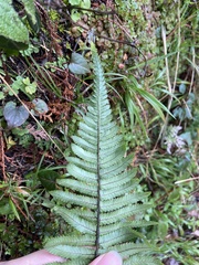 Dryopteris cycadina