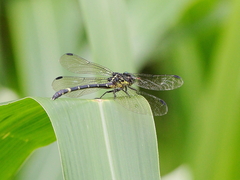 Austrogomphus prasinus